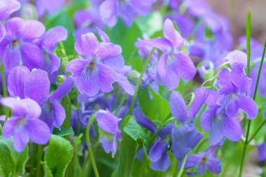 Çok sayıda küçük çiçekli, narin leylak rengi yapraklı orman menekşeleri. Yakın plan. Bahar güneşli gün 