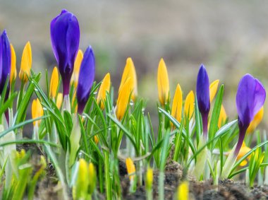 Güneşli bir günde bahar yağmurundan sonra mavi ve sarı tomurcuklanır. Bahçedeki ilk bahar çiçekleri 