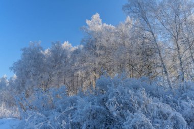 Soğuk bir geceden sonra kış ormanında sabah. Ön plandaki tüm huş ağaçları ve çalılar kar beyazı bir kıyafet giymiştir. Frost bir ormanı peri masalı haline getirdi. 