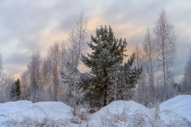 Güneşli bir kış gününde, uzun ve soğuk bir çam ağacı bir ormanın arka planında, kar yığınları ve sarı tonlarda boyanmış bulutlarla mavi dokulu bir gökyüzü.. 