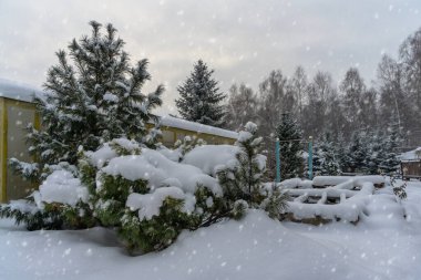 Kar yağışı sırasında karla kaplı kış bahçesi. Evergreen dekoratif süsler ve çam ağaçları yumuşak karla kaplıdır. Yüksek kar yağışı ve beyaz gri gökyüzü. 