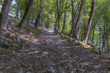 Güneşli bir yaz gününde Anakopia Dağı 'ndaki eski meşe ağaçları (Yeni Athos, Abhazya) arasında tarihi bir yürüyüş kayalığı. Gölgeli bir yolda yokuş yukarı yürüyorum. Gün ışığı dalların arasından parlıyor 