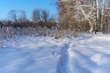 Kış ormanında kış. Derin kar yığınları, karla kaplı huş ağaçları ve uzun otlar soğuk güneşli bir günde mavi gökyüzüne karşı. Uzakta dar bir patika var. Sessizlik ve uyum. Ural (Rusya) 