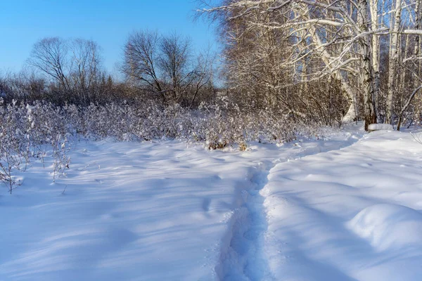 Kış ormanında kış. Derin kar yığınları, karla kaplı huş ağaçları ve uzun otlar soğuk güneşli bir günde mavi gökyüzüne karşı. Uzakta dar bir patika var. Sessizlik ve uyum. Ural (Rusya) 