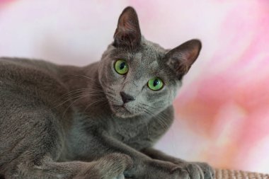 Geniş yeşil gözlü gri bir kedinin portresi. Yakın plan. Rus mavi soyundan genç bir kedi bir fotoğrafçıya mutlu bir şekilde poz veriyor. Evcil kedinin kısa saçı var. Pembe ve beyaz arkaplan