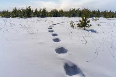 Karlı bir alan, iyi tanımlanmış ayak izleri, derin karda doğru desen. Yakın plan. Güneşli soğuk bir gün. Uzakta, mavi-beyaz bir gökyüzünün arka planında sıralanmış genç yeşil çam ağaçları. Orta Ural (Rusya)