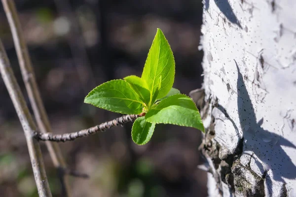 Baharın Ilk Yeşil Yaprakları Güneşli Bir Günde Yakın Plan Yapraklardan — Stok fotoğraf