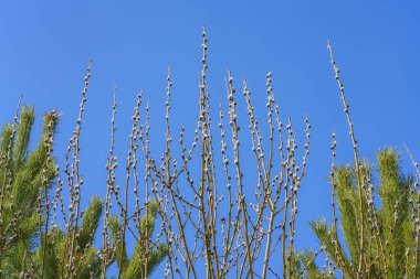 Pussy-willow branches in the forest against the background of pine trees and the blue sky. Spring willow with freshly blossomed fluffy buds. Close-up. Spring awakening of trees and nature. Middle Ural (Russia) 