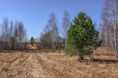 Bahar manzarası. Kar yeni erimiş ve kış soğuğundan ve soğuktan orman uyanıyor. Sonsuza dek yeşil bir çam ağacı mavi bir gökyüzüne karşı solomluyor. Geçen yılın çimlerini kurut. Ural (Rusya) 