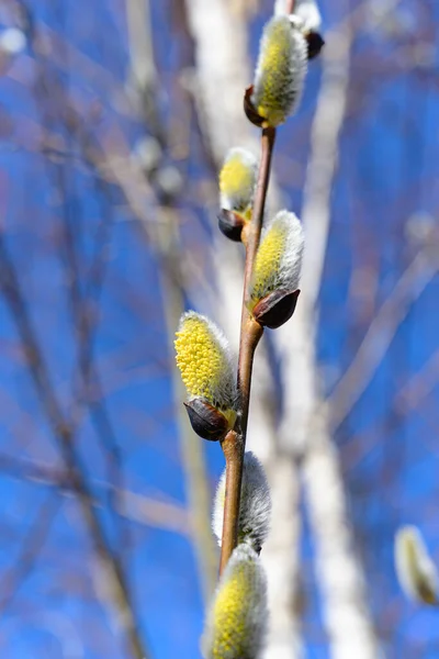 Blooming Twig Pussy Willow Early Spring Close Blooming Willow Month — Stok fotoğraf