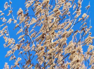 Güneşli bir bahar gününde, bulutsuz mavi gökyüzüne karşı tüylü kızılağaç Catkins. Elder Long Catkins rüzgârla savruldu. Yakın plan. Baharda mavi bir arka planda uzun bir kızılağaç ağacının tepesinde. Çiçek açan kızılağacın doğal dokusu 