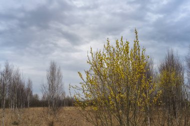 Bulutlu bir günde bahar ormanında. Volumetrik bulutlar yerden alçaktan sarkıyordu. Ön planda sarı çiçek açan söğüt çalısı ve küçük tüylü kedi derileri var. Ağaçlar hala yapraksız.