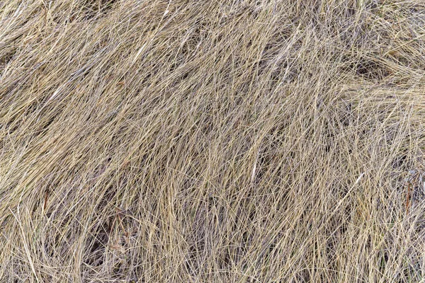 Dry last year\'s grass in the spring immediately after the snow melts. Close-up. Waves of high grass lying. The texture is natural, the grass is dry. Spring cloudy day in the forest.