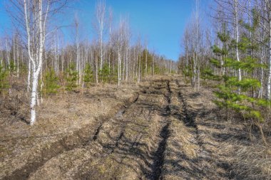 Kırsal bir yolda bahar buzları eriyor. Göze çarpmayan Ural doğa (Rusya) ve mavi gökyüzü ile çevrili, derin monotonluklarla dolu bir yol. Yapraksız huş ağaçları ve yeşil çam ağaçları 