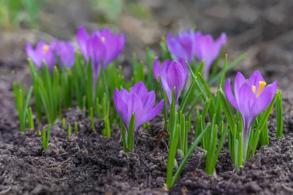 Pierwsze Niebieskie Krokusy Kwitły Wczesną Wiosną Kwiaty Ogrodowe Letni Słoneczny — Zdjęcie stockowe