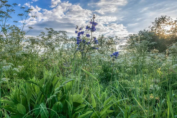 Tall Lush Grass Flowers Spring Meadow Bottom View Blue Skies — Stock Photo, Image