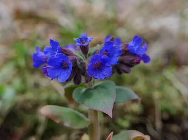 Lungwort Medicinal Azul Rosa Las Primeras Flores Del Bosque Primavera — Foto de Stock