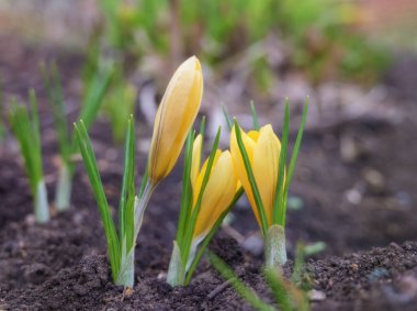 Güneşli bir bahar gününde üç sarı timsah açıldı. Yakın plan. Bahçe yatağında narin timsahlar. Bahar bahçesi çiçekleri. Doğa kış ayazlarından canlanır. Ural (Rusya) 