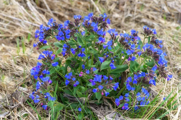 Erdei Tüdőfű Pulmonaria Bokor Kora Tavasszal Virágzó Lila Kék Tüdőfű — Stock Fotó