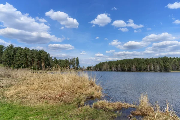 Jarní Krajina Lesním Jezerem Travnatým Pobřežím Suchou Vysokou Trávou Hlubokou — Stock fotografie