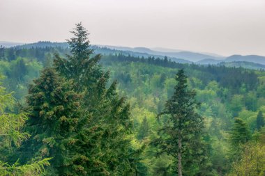Dağlardaki orman manzarası. Ön planda dallarında birçok koni bulunan uzun bir çam ağacı var. Uzakta dağlar, ufuk boyunca uzanıyor. Sis içindeki dağların perspektifi