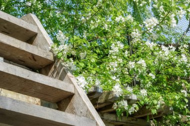 Çatıya çıkan tahta merdivenler yabani elma ağacının beyaz çiçekleriyle çevrili. Bahçede bahar sahnesi. Çiçekli orman elma ağacı. Yakın plan.. 