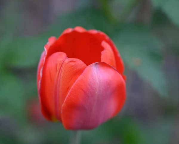Bowl of red tulip on a spring day. Close-up. Single red tulip on a stem on a gradient foliage background. A fragile spring flower. The garden tulip is bright red. Spring garden