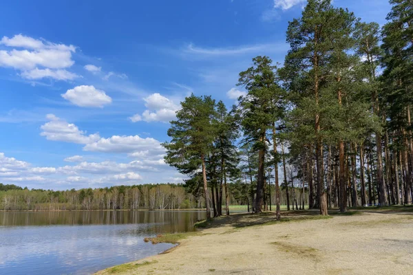 Jarní Krajina Blízkosti Lesního Jezera Slunečného Počasí Poblíž Jezera Roste — Stock fotografie