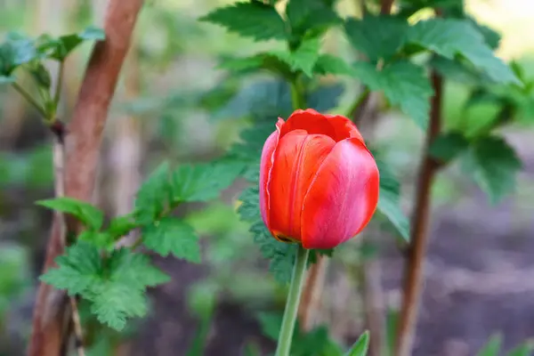 Tulipa Única Vermelha Dia Primavera Close Tulipa Florescente Uma Perna — Fotografia de Stock