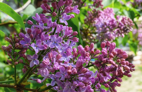 Sprig of lilac with blooming flowers in spring. The beginning of flowering of lilacs. Flowers open. Blooming lilac bush with bright juicy greenery. Close-up. Garden lilac on a spring day.