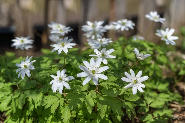 Anemone Dubravnaya Snowdrop 입니다 클로즈업 말미잘입니다 수술이 야생화들의 관목이다 러시아 — 스톡 사진