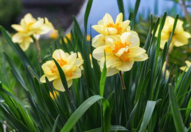 Baharda sarı nergisler. Yakın plan. Portakal kabuklu duble nergis çalısı. Bahçe yatağında bahar çiçekleri iyi korunmuş bir bahçede. Güneşli çifte çiçekler. Çocuk odasından çiçekler. 