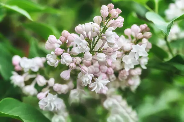 Branch Blooming White Pink Lilacs Spring Early Summer Close Beginning — 图库照片