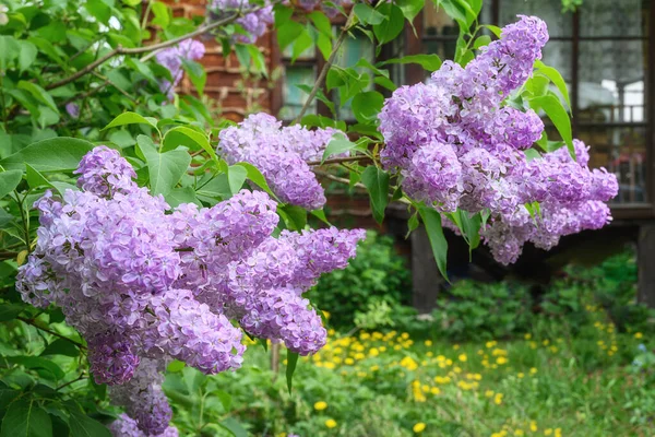 Sprigs Blooming Lilacs Background Wooden House Spring Early Summer Lilac — Stock Photo, Image