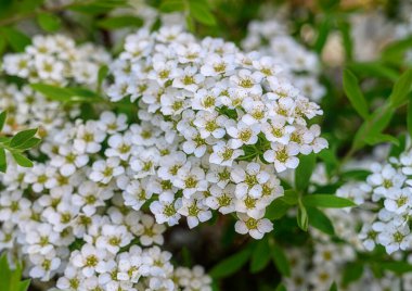 Spirea baharda çiçek açar. Yakın plan. Sayısız beyaz çiçekli zarif bir spirea dalı. Bir dal üzerinde bir sürü küçük çiçek. Spirea çiçek açar. Bahçe çiçekli süs çiti. 
