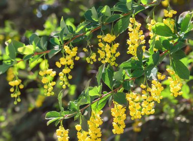 Baharda çiçek açan böğürtlen. Yakın plan. Sarı yuvarlak çiçekli böğürtlen salkımları. Dalda bir sürü çiçek var. Sarı çiçekli ve taze otlu böğürtlen. Bokeh arkaplanı 