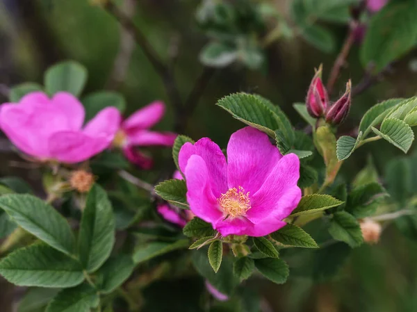 Flor Rosa Mosqueta Floresta Floração Rosehip Arbusto Dia Ensolarado Verão — Fotografia de Stock