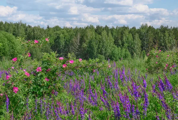 Blooming forest glade with tall blue flowers and rose hips. Lots of fresh herbs. Summer in the forest. Volumetric white clouds float across the sky. A mixed forest in the distance. Russia (Ural)