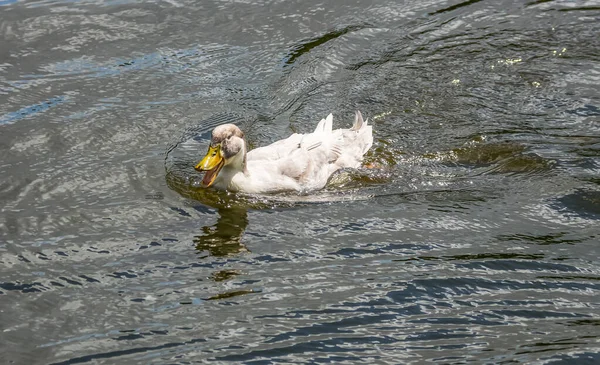 Swimming Duck Summer Sunny Day Raindrops Visible Duck Wings Beak — Stock Photo, Image