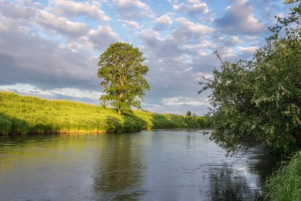 Lonely Mighty Tree High Bank River Illuminated Morning Light Summer Stock Picture