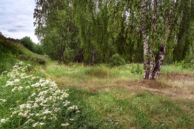 Tepeler, kır çiçekleri, yüksek huş ağaçları ve ormana giden bir orman yolu olan yaz ormanı manzarası. Yazın başlarında ağaçlar parlak yeşil yapraklarla kaplıdır. Bulutlu mavi ve beyaz gökyüzü 