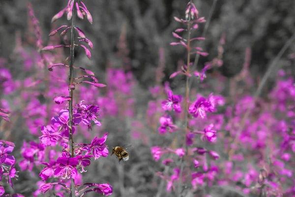 茂密的伊凡茶森林里的花朵 上面飞着一只蜜蜂 夏天野花盛开 选择性聚焦和轻质精炼 细长的紫色花朵特写 俄罗斯 乌拉尔 — 图库照片