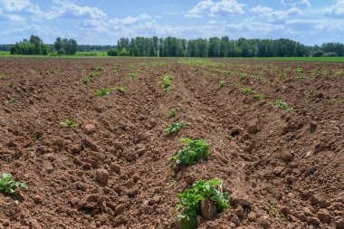 Yaz başında patates filizli ekilebilir arazi. Genç patates çalıları. Ön planda yeni ekilmiş ufalanan toprak var. Tarım şirketlerinin tarlalarında sebze yetiştiriyor. Rusya (Ural) 