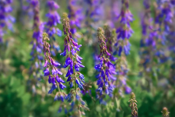 Bright Tall Blue Flowers Forest Glade Summer Wildflowers Peak Selective — Stock Photo, Image