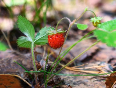 Yazın güneşli bir günde ormandaki bir çalılıkta çilek. Vahşi doğada parlak sulu çilekler. Yakın plan. Güneşli bir arkaplan. Tahıllı kırmızı aromatik meyve. Çilek çalısı. Seçici odak 