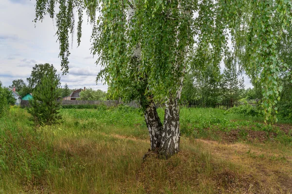 Sommer Ländliche Landschaft Birke Mit Hängenden Blättergeflechten Ist Ein Solitär — Stockfoto