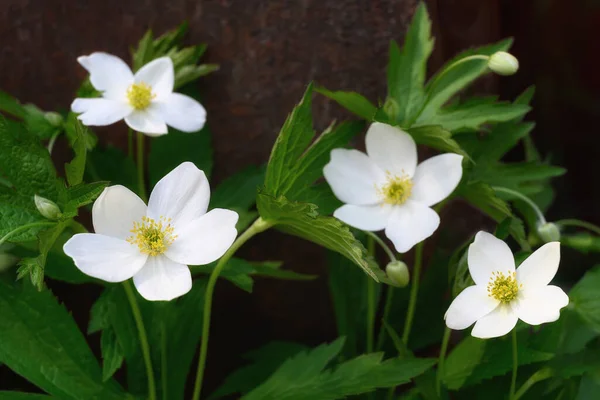 Anêmona Ural Rússia Dia Verão Floração Precoce Longa Anêmonas Flores — Fotografia de Stock