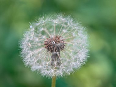Güneşli bir yaz gününde doğal yeşil arka planda pofuduk karahindiba. Yakın plan. Yazın kır çiçekleri. Çiçekli karahindiba, büyük ağırlıksız şapka.. 