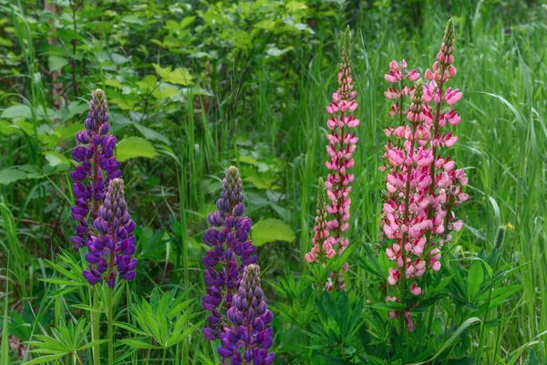 Pink Purple Lupins Clearing Backdrop Deciduous Trees Sunny Summer Day — Stock Photo, Image