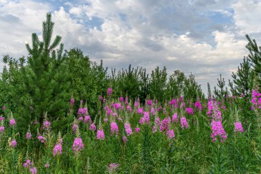 Pembe bir söğüt çiçeği bulutu, çam ağaçları ve beyaz kümülüs bulutlu mavi bir gökyüzü olan orman ormanı. Yaz manzarası. Söğüt çayının çiçek açan çiçekleri. Bir sürü taze yeşillik 